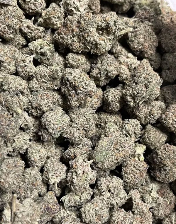 Presidential Kush nugs close-up — frosted lavender trichomes on indica hybrid cannabis
