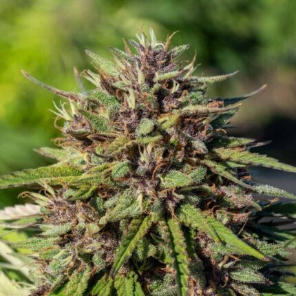 Purple Snowman – CBD Flower (0 THC)